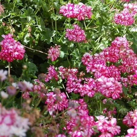 Sofia Hétvégi ház *