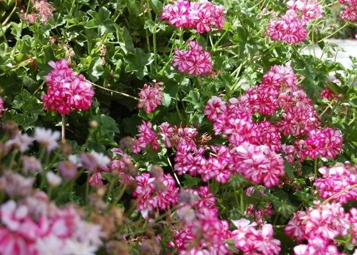 Sofia Gospodarstwo wiejskie *